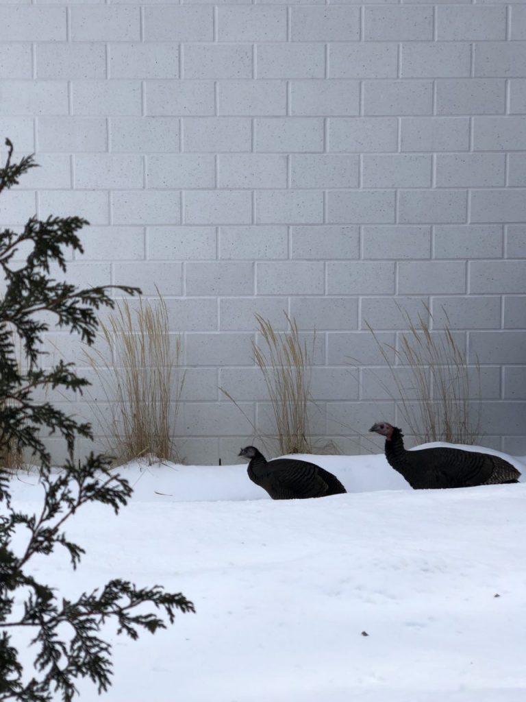 Deux dindes sauvages dans la neige près d'une maison